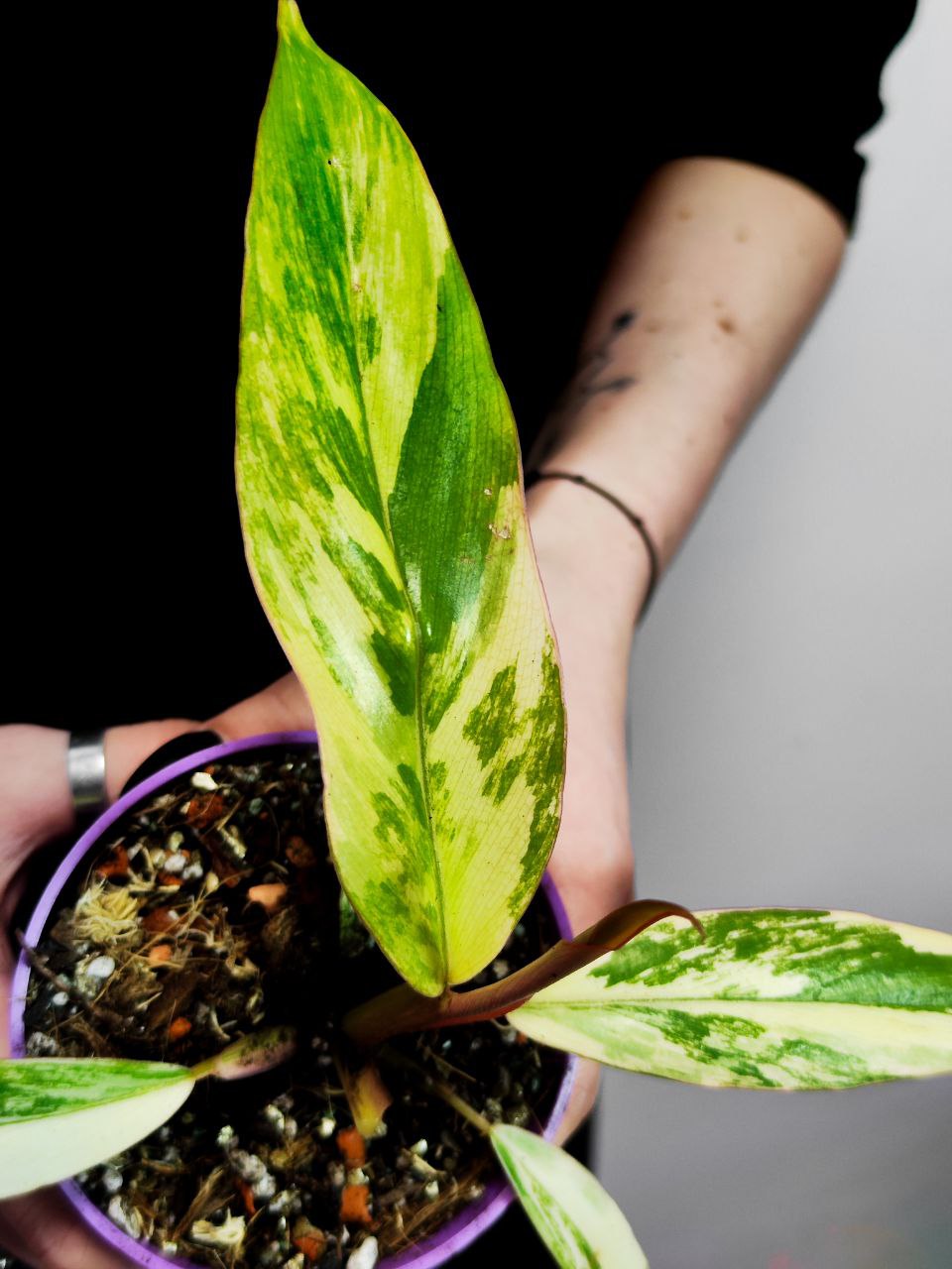 Филодендрон Карамель Марбл Вариегатный (Philodendron Caramel Marble Variegated) D6см