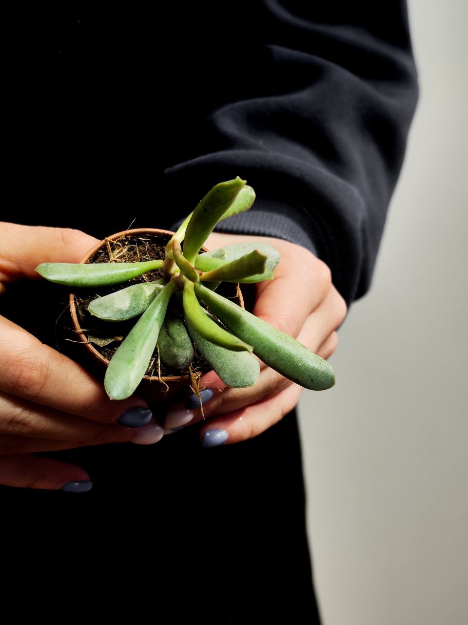Адромискус Филикаулис, или Тонкостебельный (Adromischus Filicaulis) D5см