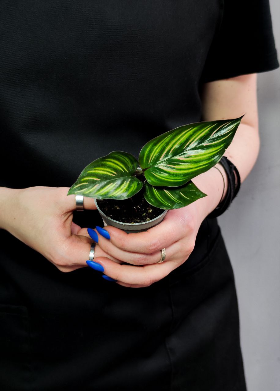 Калатея Бьюти Стар (Calathea Beauty Star) 6см
