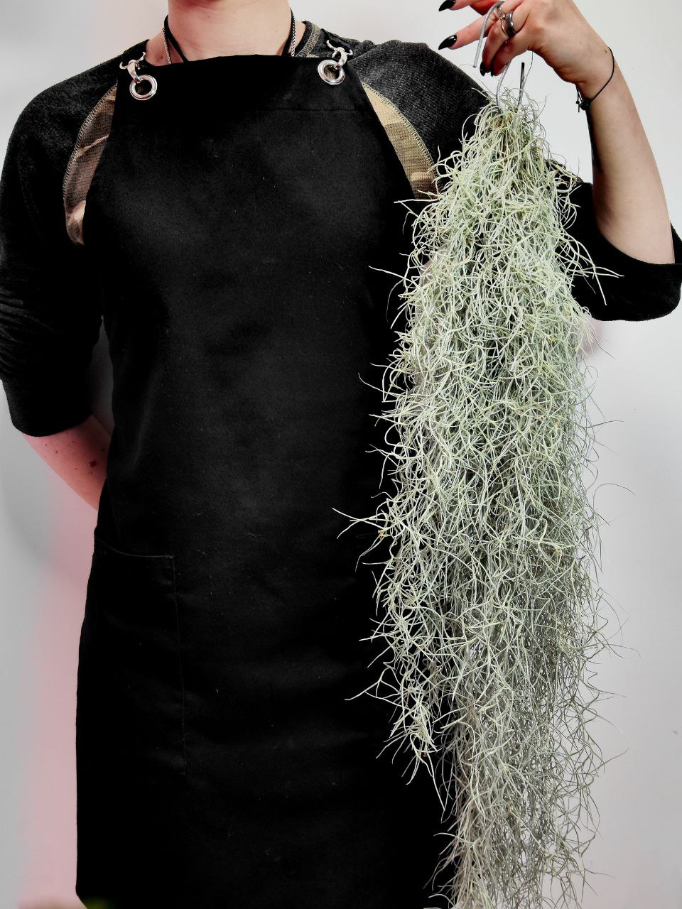 Тилландсия Уснеевидная XL (Tillandsia Usneoides)