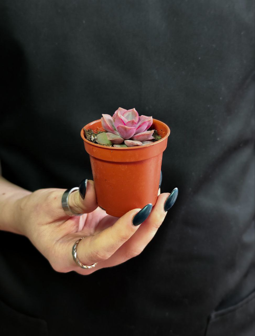 Эхеверия Мина (Echeveria Mina) D5см