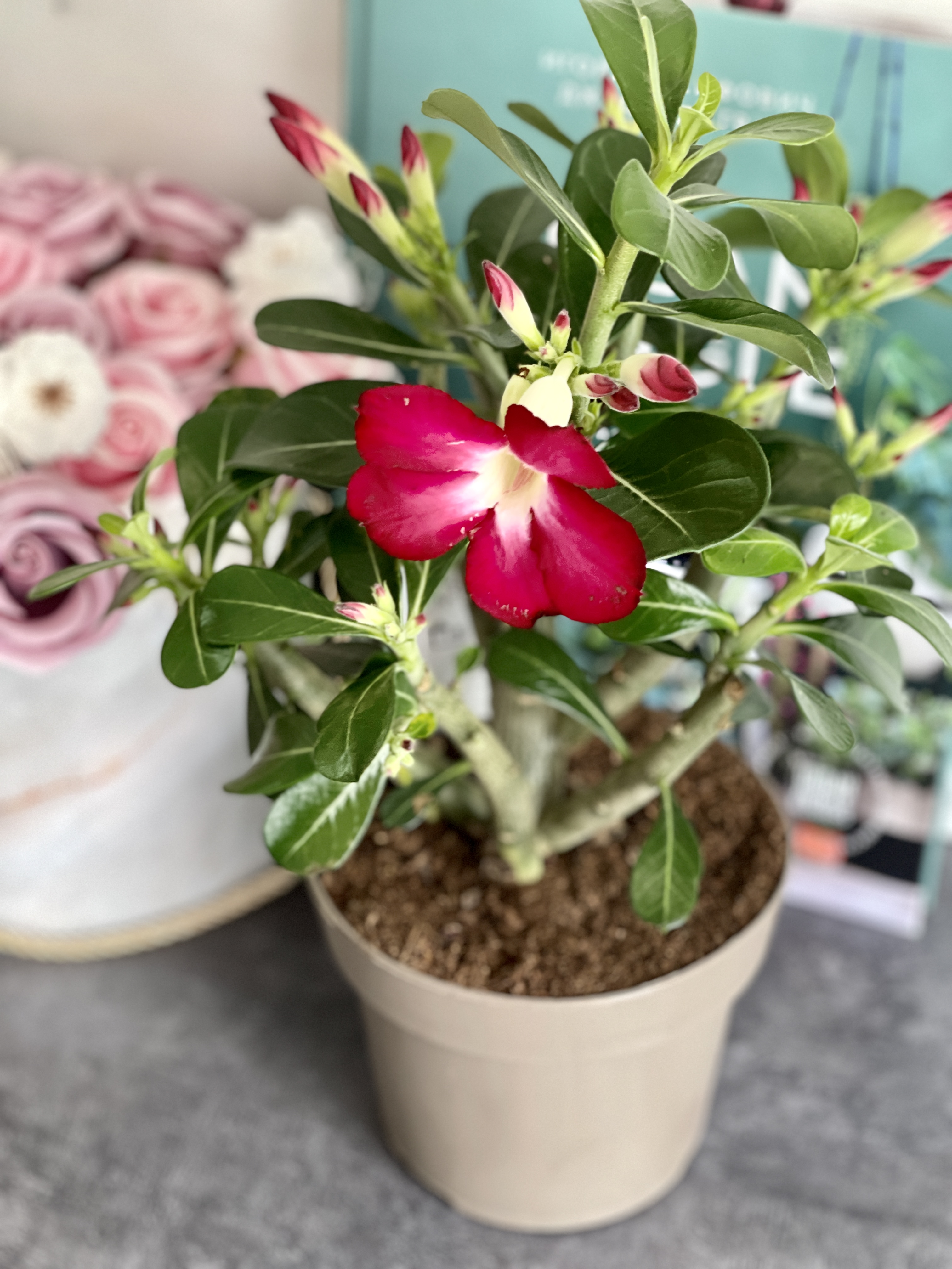 Адениум Тучный Анук (Adenium Obesum Anouk) D12см