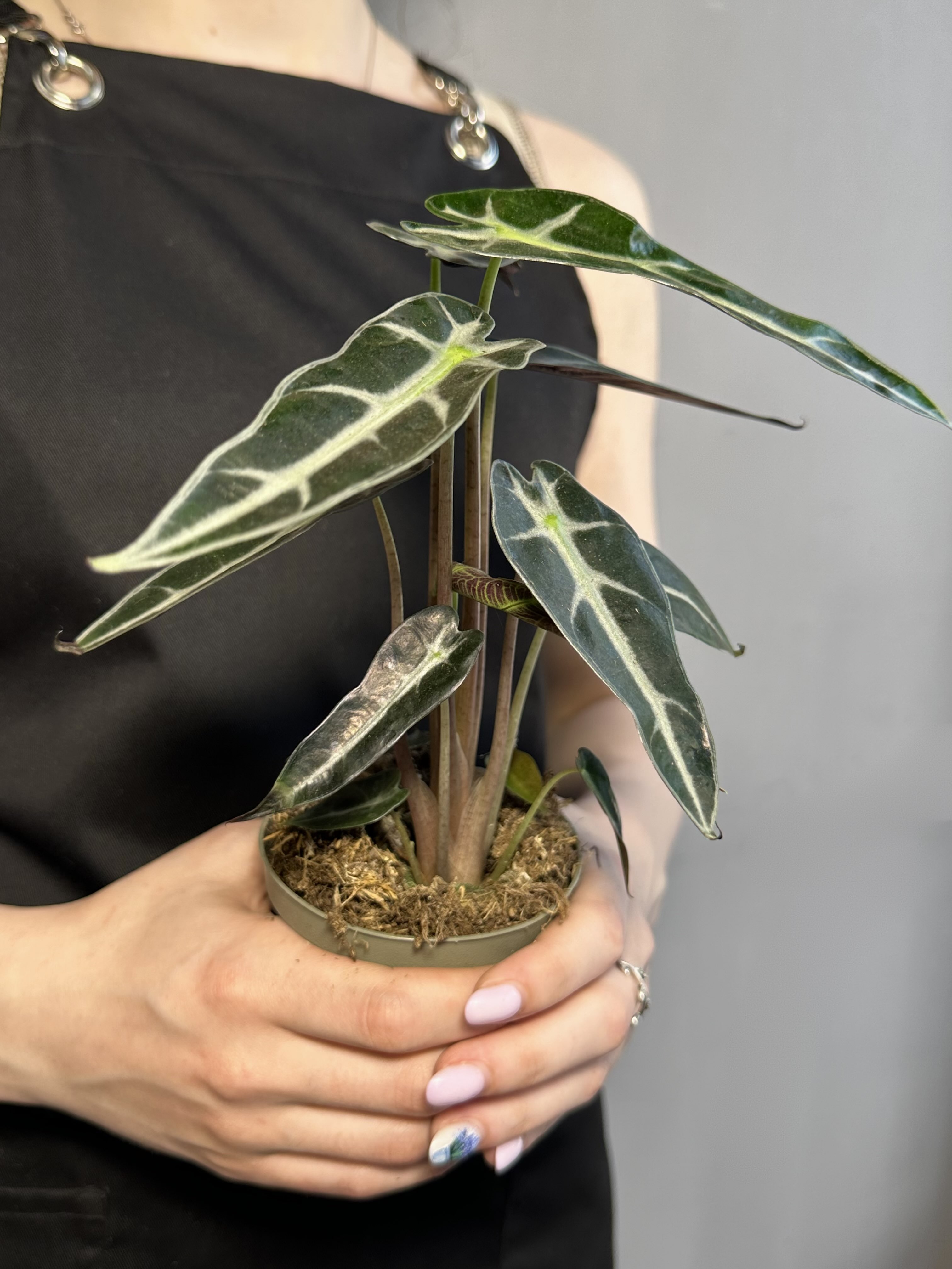Алоказия Бамбино Эрроу (Alocasia Amazonica Bambino Arrow) D9см