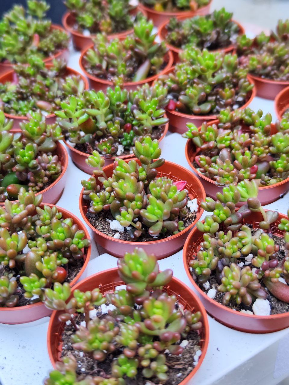 Седум Рубротинктум Мини (Sedum Rubrotinctum Mini) D5см