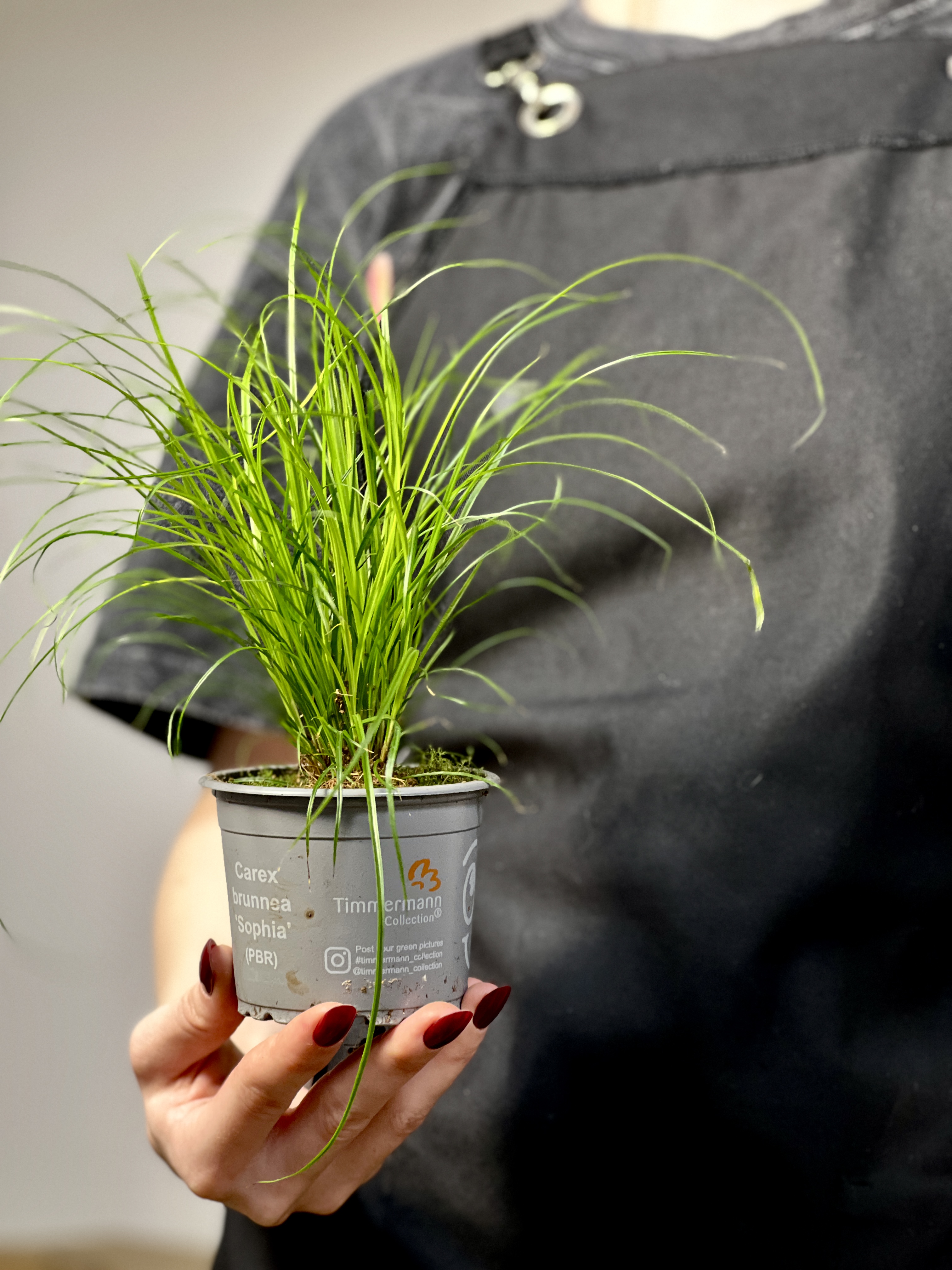 Осока Коричневатая (Carex Brunnea) 9см