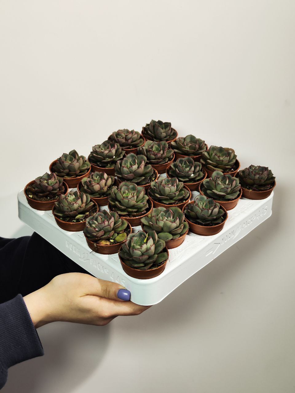 Эхеверия Морани (Echeveria Moranii) D5см