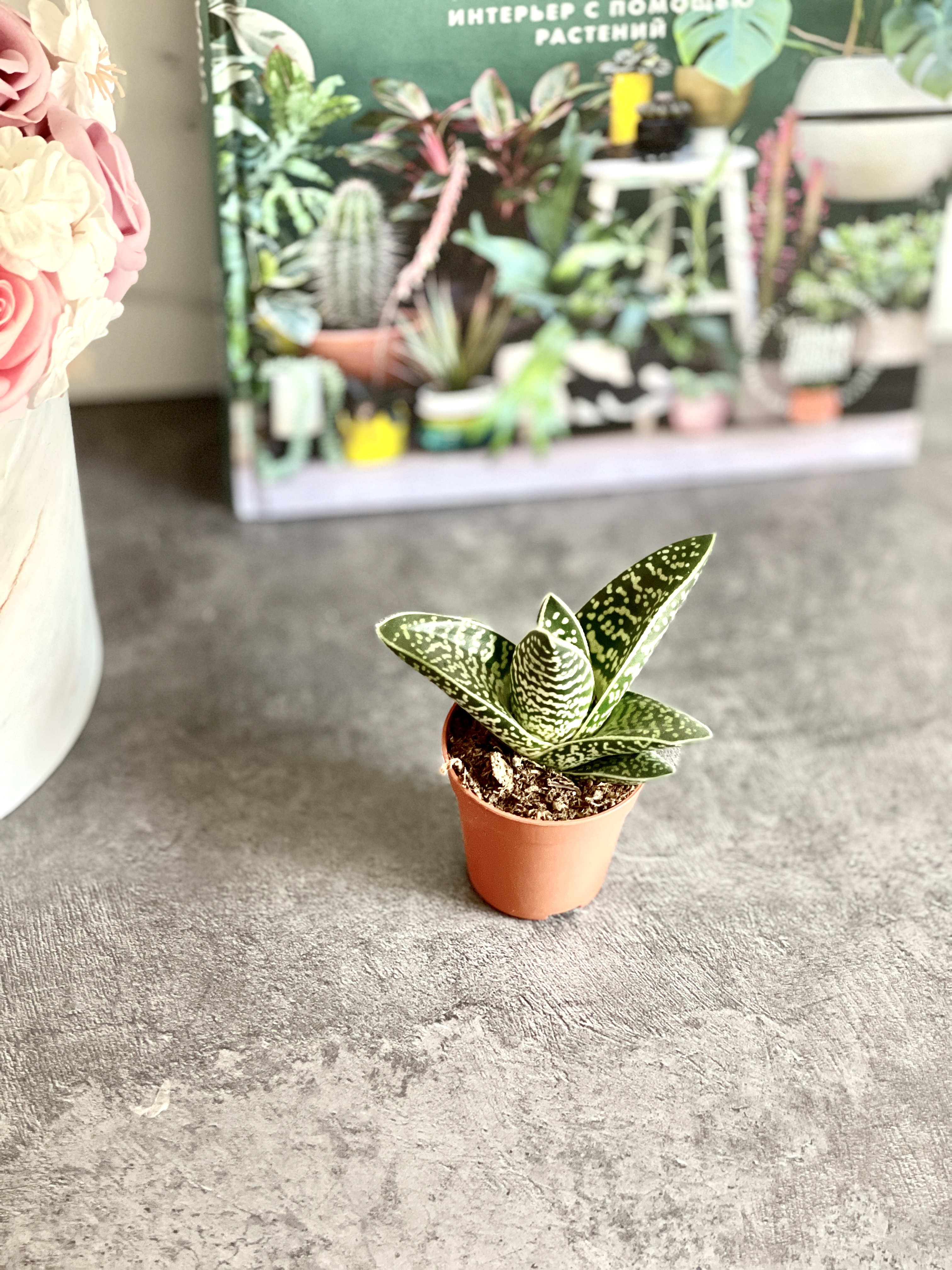 Алоэ Пестрое Мэджик (Aloe Variegata Magic) D5см
