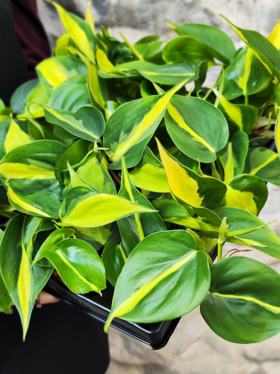 Филодендрон Сканденс Бразил (Philodendron Scandens Brazil) D6см