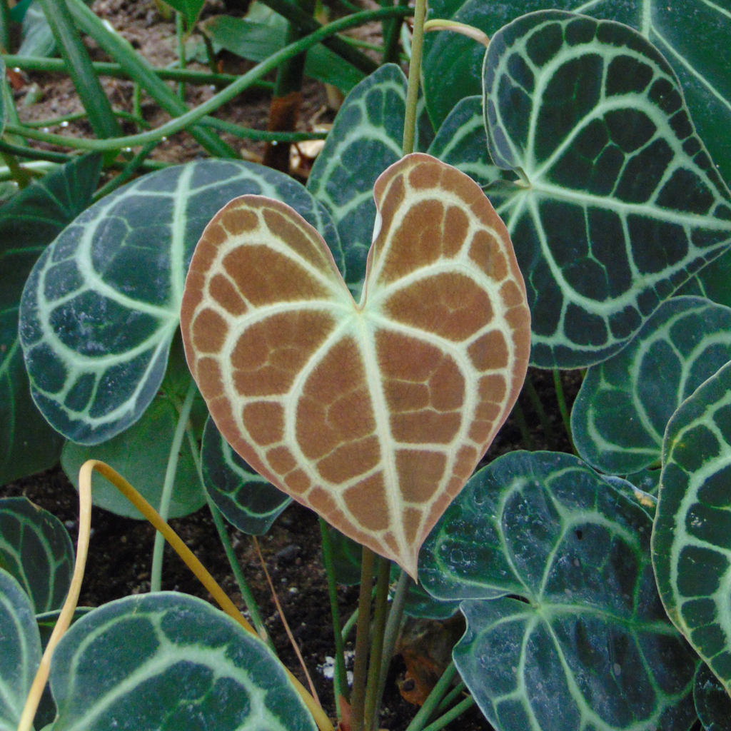 Антуриум Кларинервиум (Anthurium Clarinervium) D12см