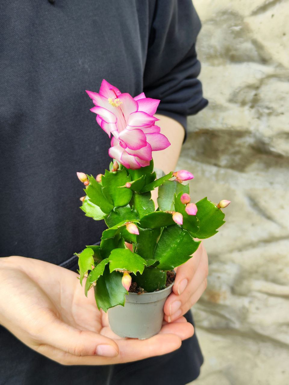 Декабрист Розовый, или Шлюмбергера (Schlumbergera Tendenza Rosa) D6см