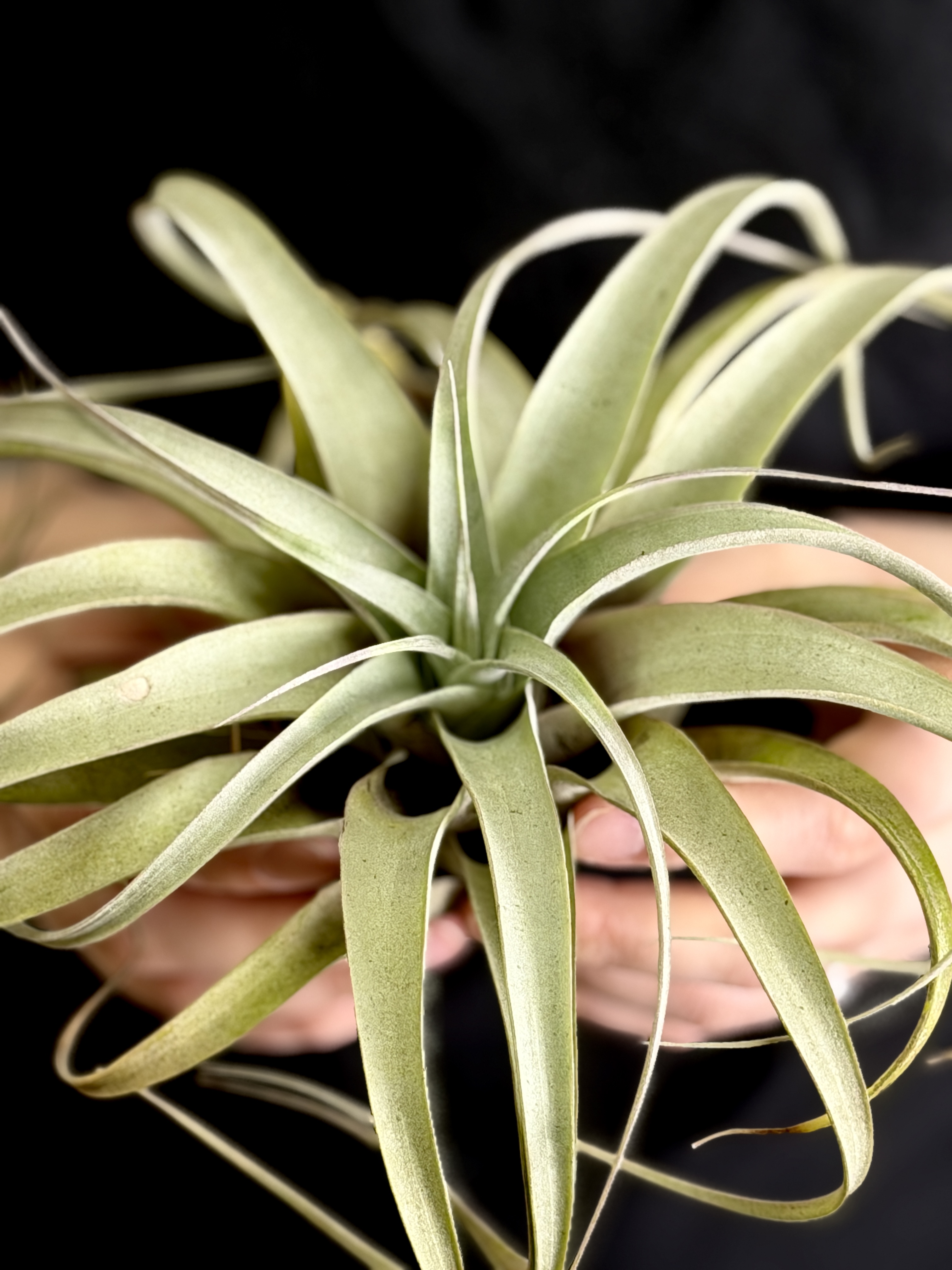 Тилландсия Ксерографика XL (Tillandsia Xerographica XL)