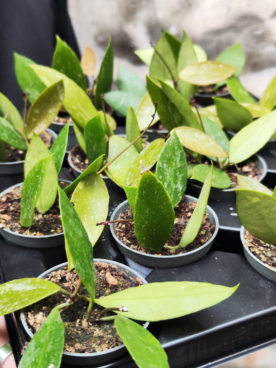 Хойя Грацилис (Hoya Gracilis) D6см