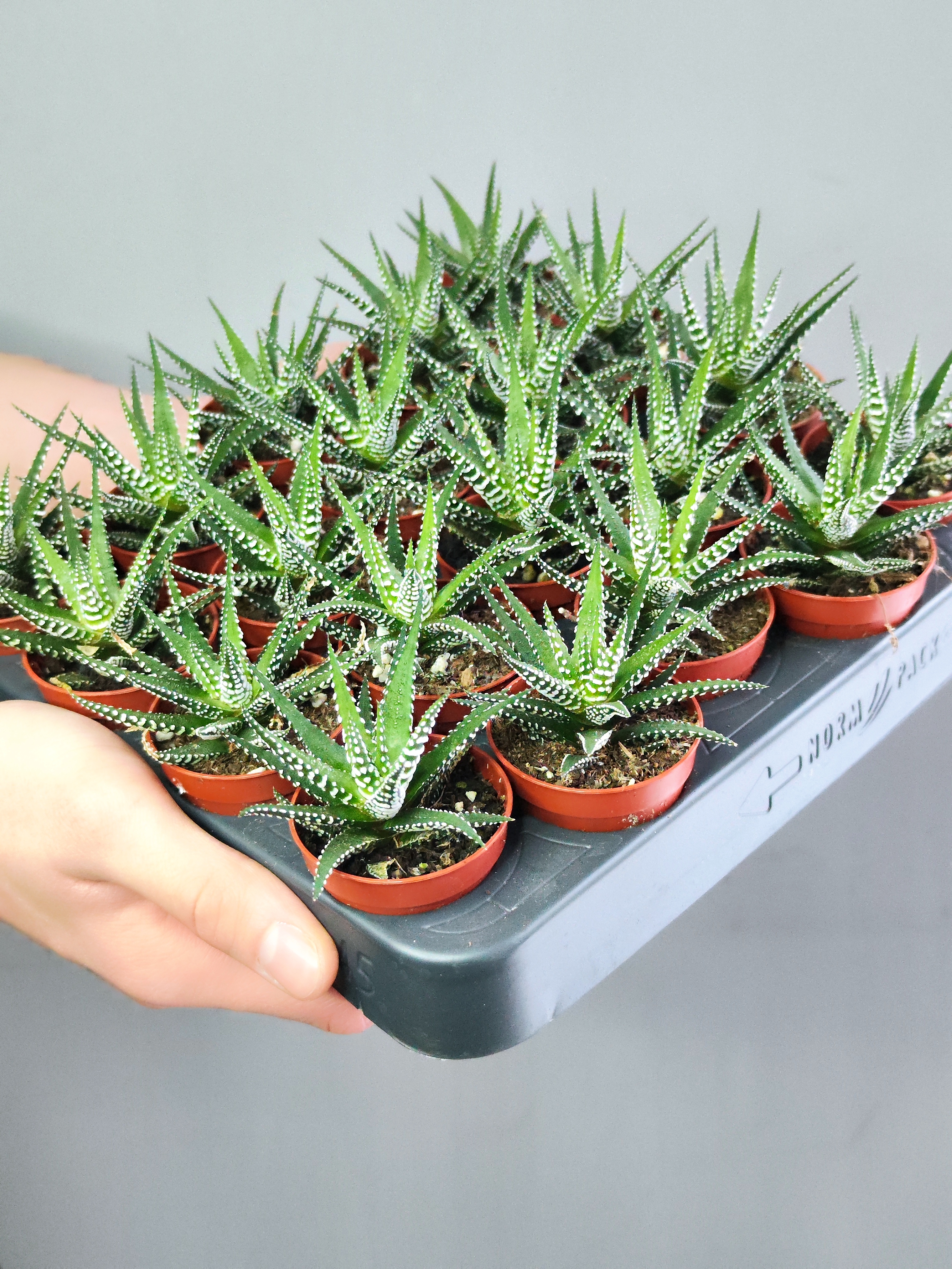 Хавортия Полосатая (Haworthia Fasciata) D5см