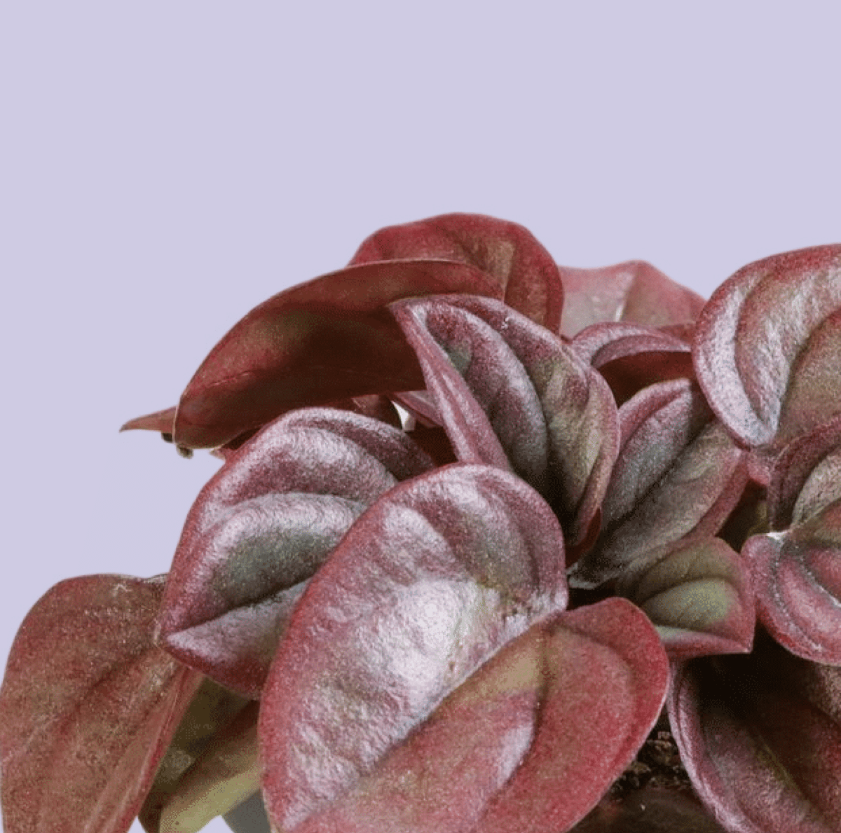 Пеперомия Каперата Кайен (Peperomia Сaperata Cayenne) D5см