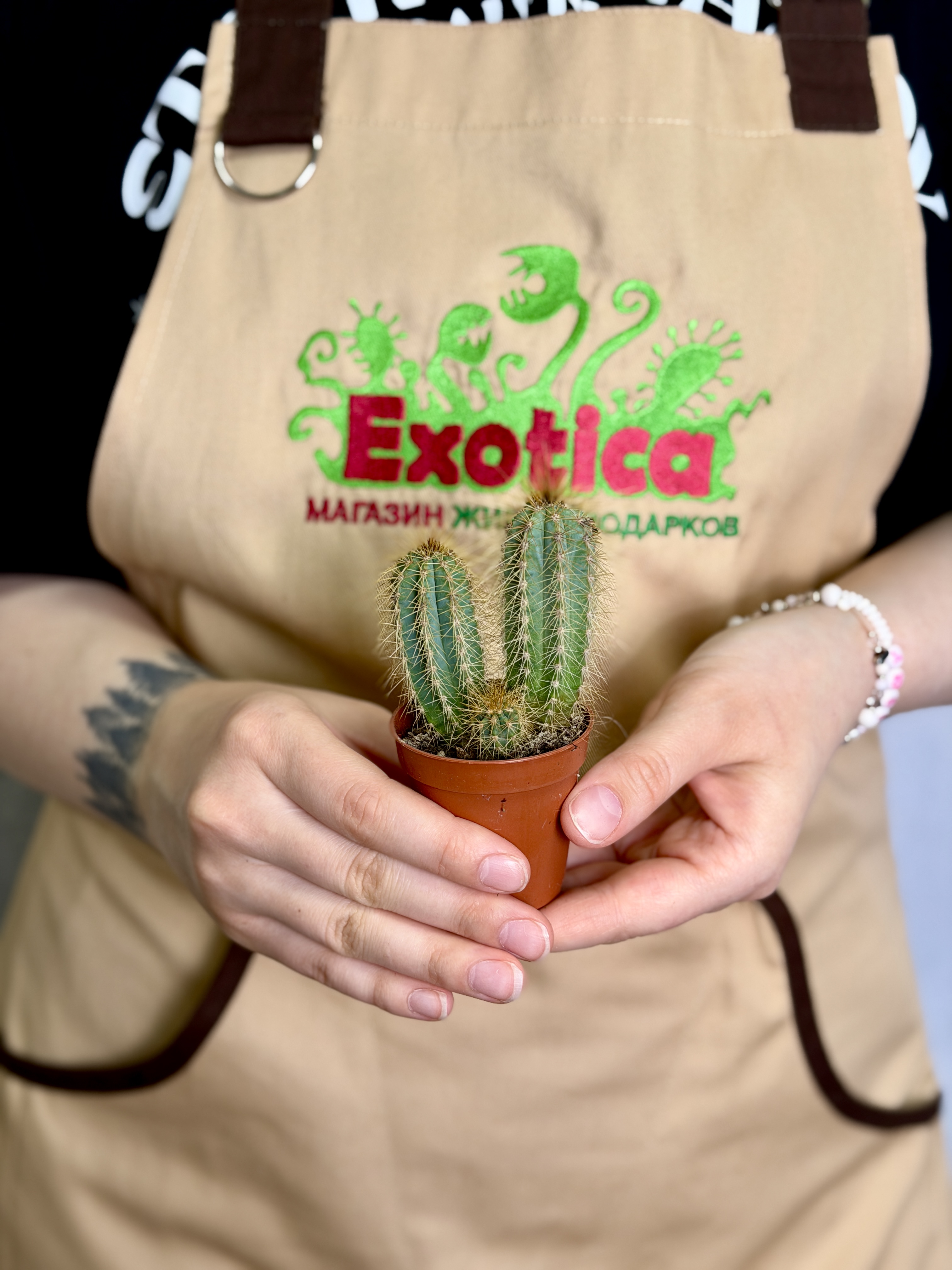 Кактус Пилозоцереус Пахикладус (Pilosocereus Pachycladus) D5см