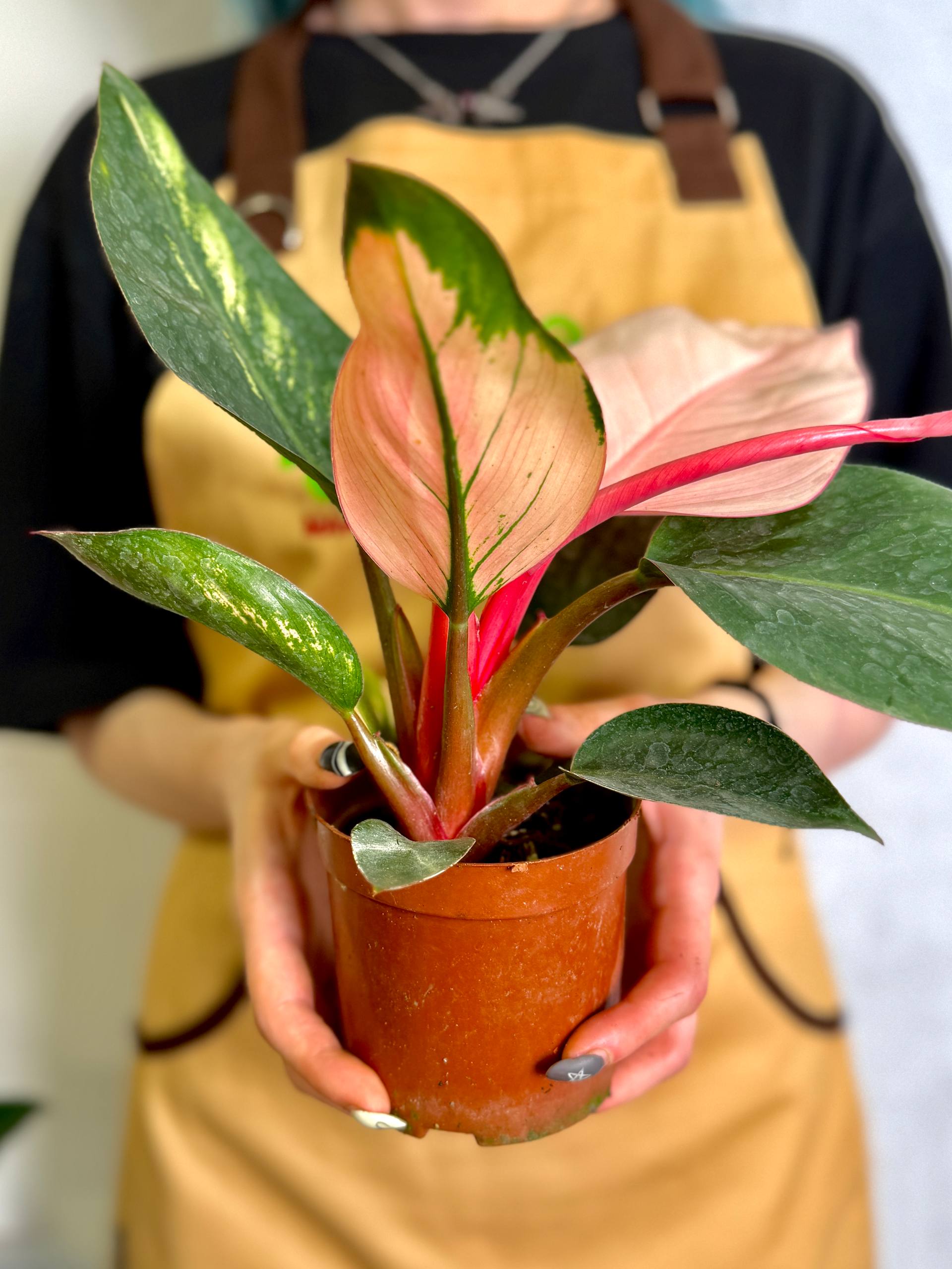 Филодендрон Пинк Конго (Philodendron Rojo Pink Congo) D9см
