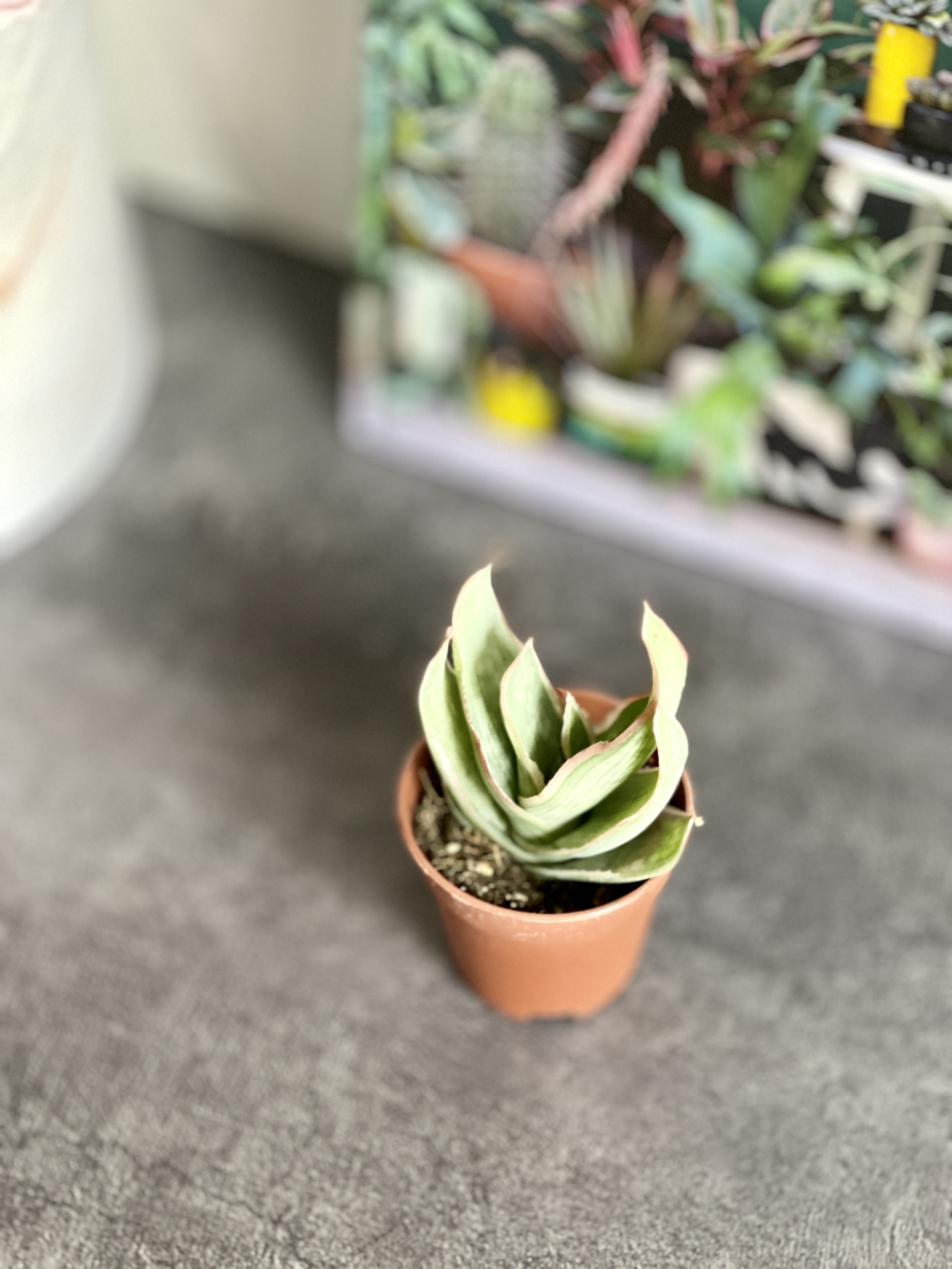 Алоэ Стриата (Aloe Striata) D5см