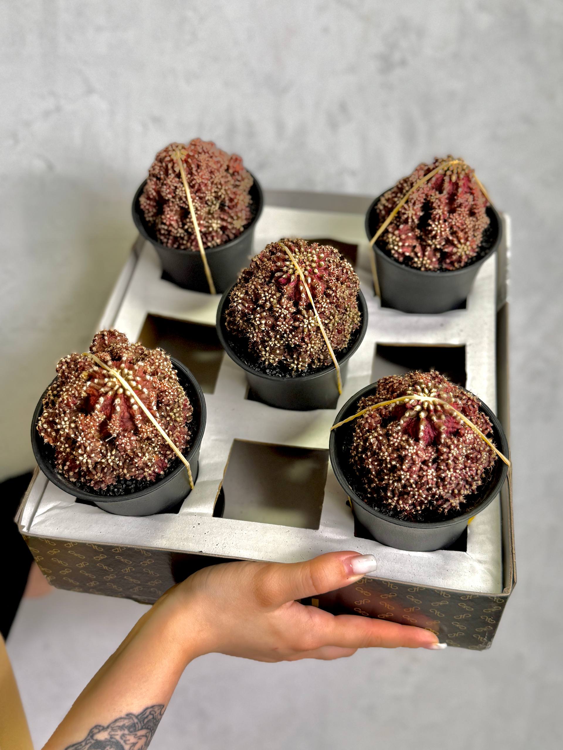 Гимнокалициум Михановича Ти-Рекс (Gymnocalycium Godji T-Rex) D10см