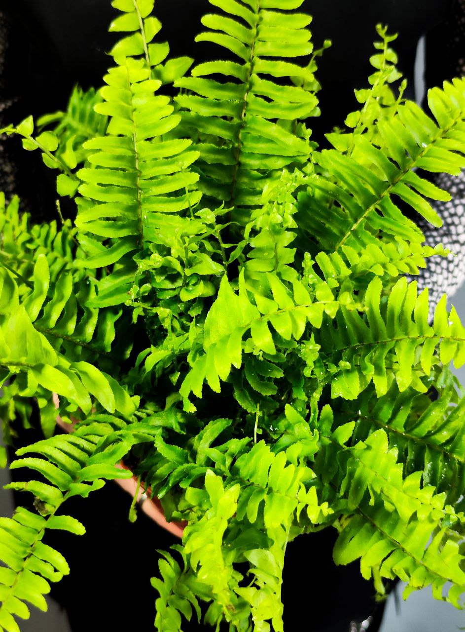 Папоротник Нефролепис Блю Белл (Nephrolepis Boston Blue Bell) D12см