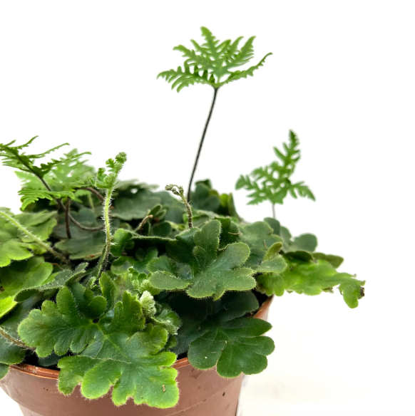 Папоротник Дориоптерис Кордата (Doryopteris Cordata) D5см
