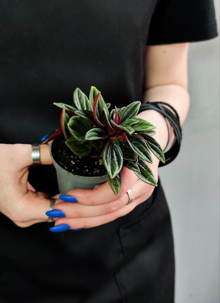 Пеперомия Россо (Peperomia Rosso) D5см