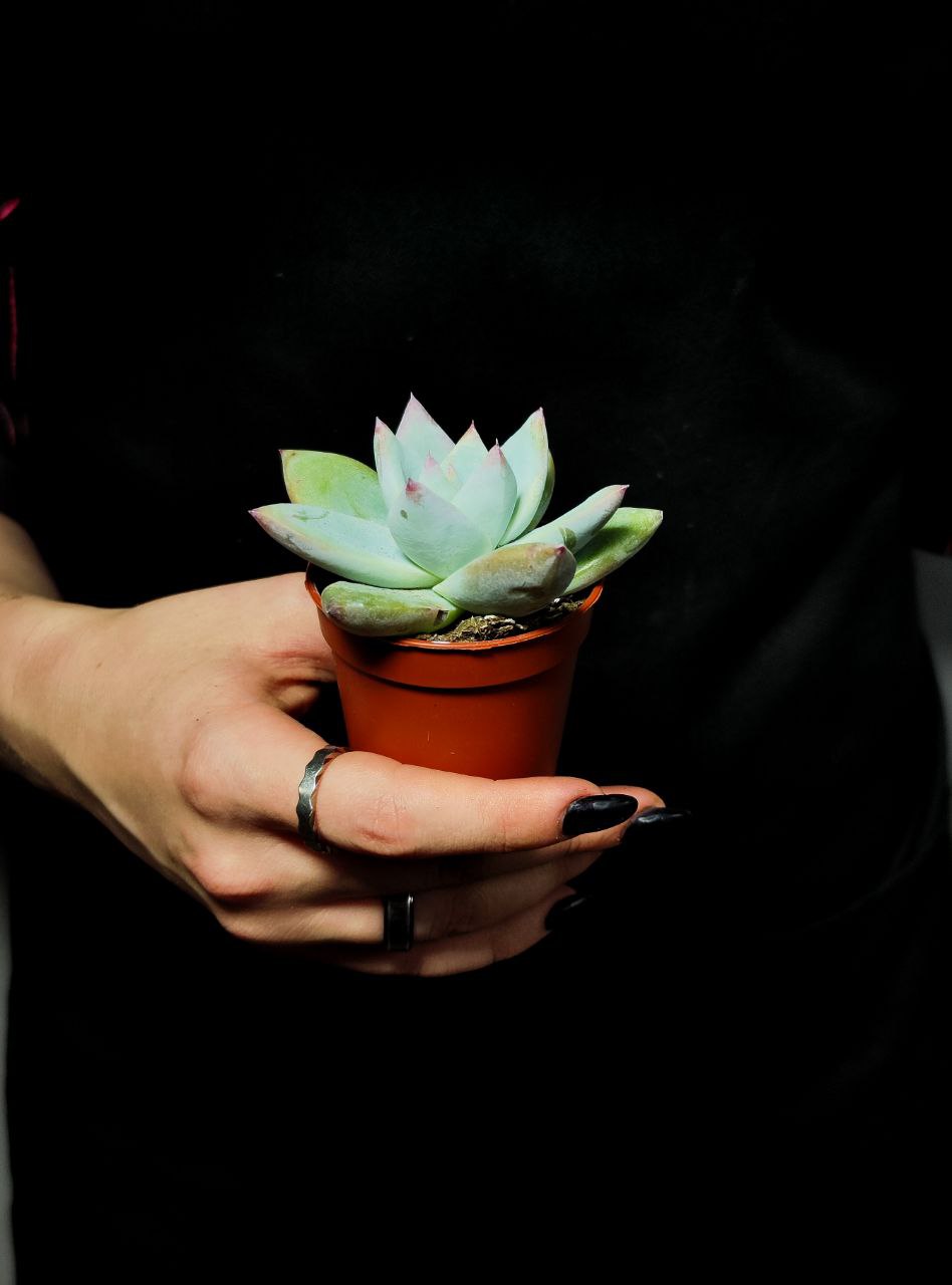 Эхеверия Колората Айс (Echeveria Colorata Ice) D5см