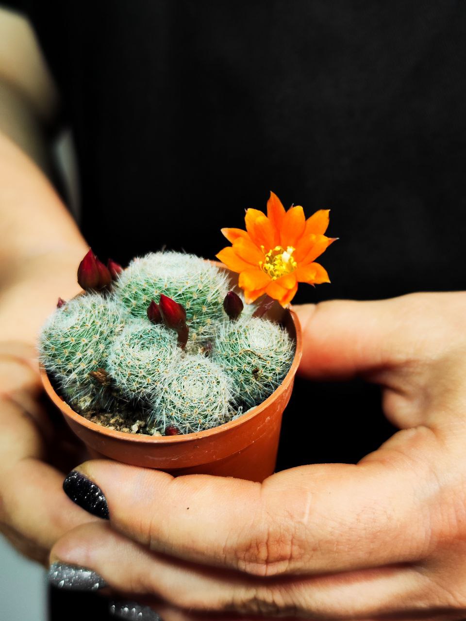 Кактус Ребуция Файбрига, или Ребуция Оранжевая (Rebutia Frabritzi) D5см
