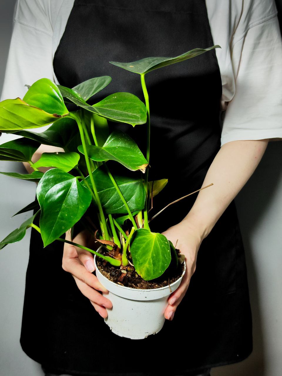 Антуриум Микс УЦЕНКА (Anthurium Mix) D12-14см