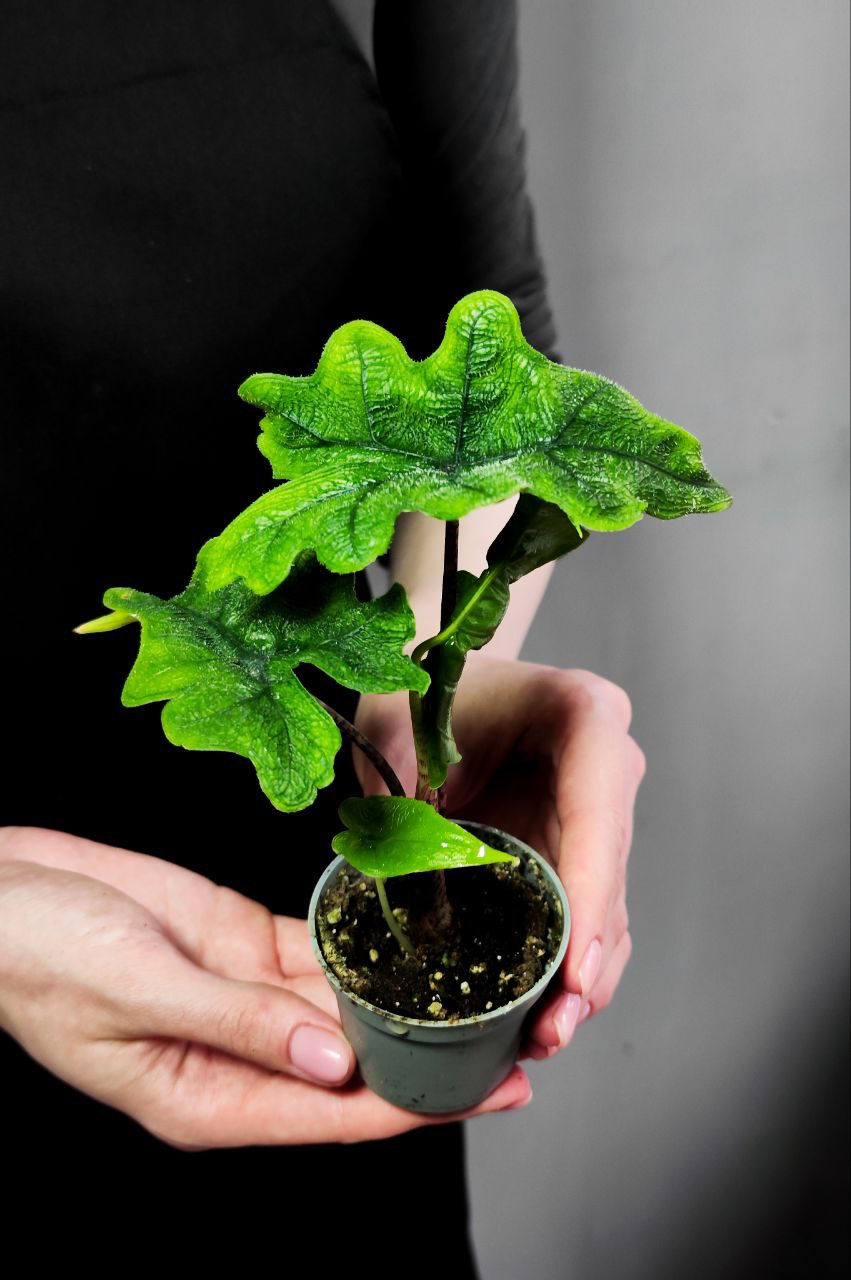 Алоказия Жаклин (Alocasia Jacklyn) D6см