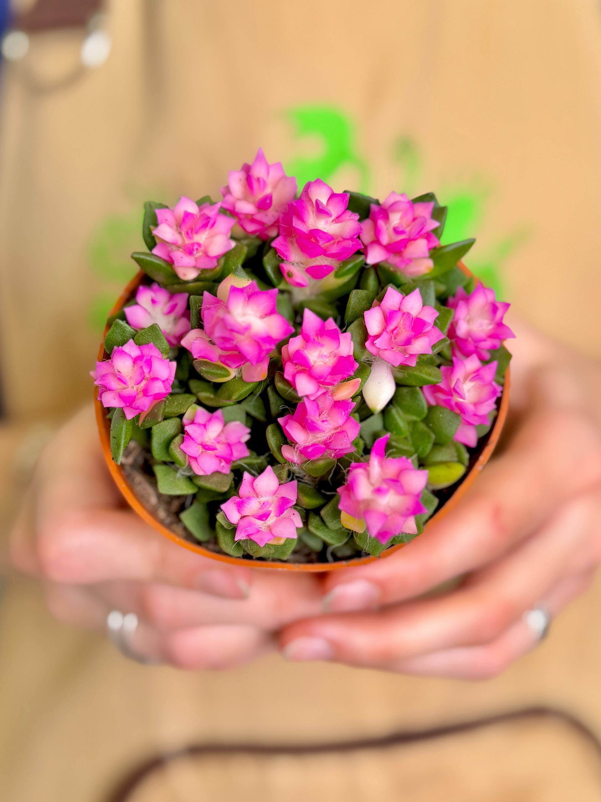 Анакампсерос Сноу Пинк Брокадэ (Anacampseros Snow Pink Brocade) D9см