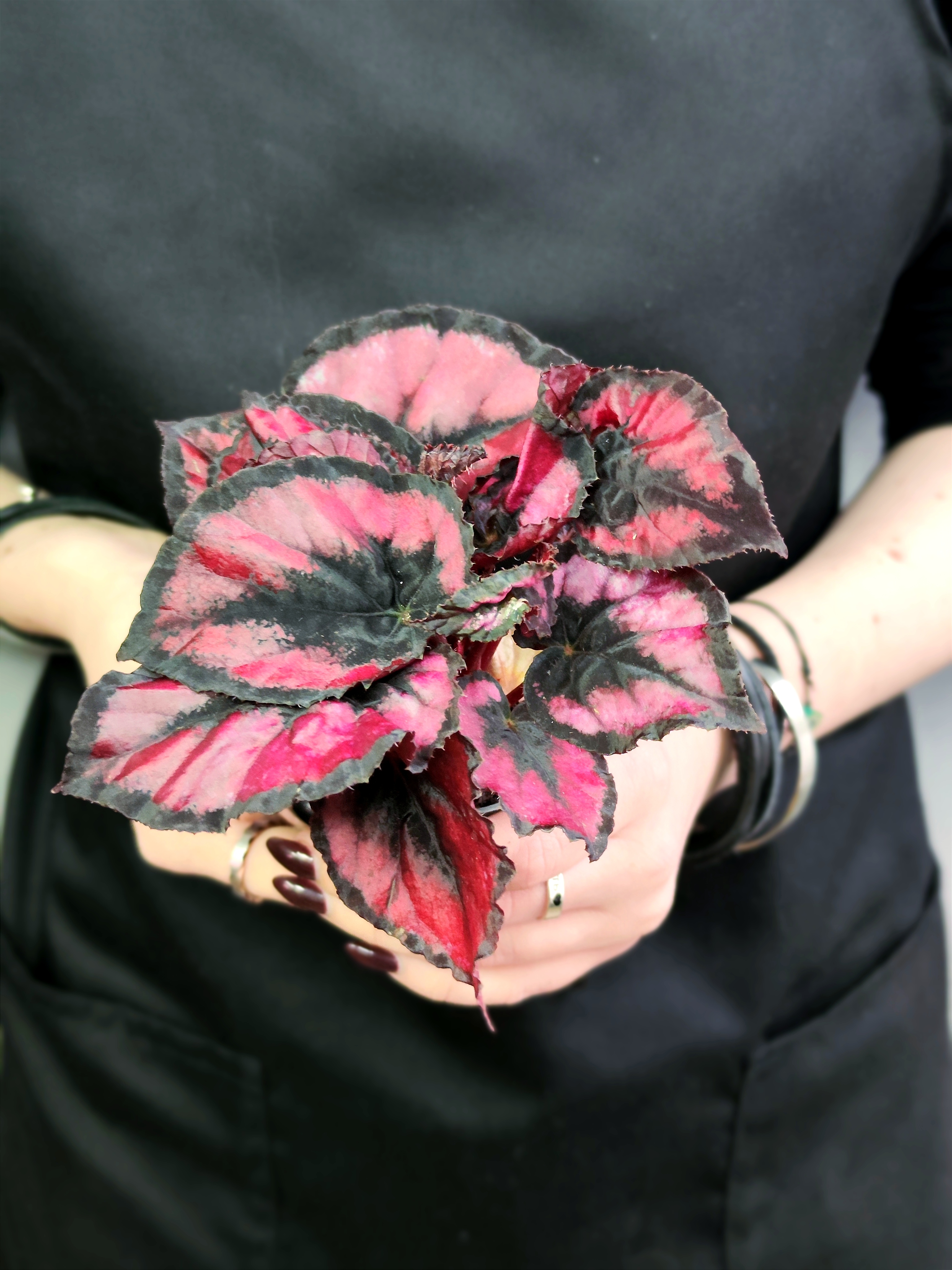 Бегония Красный Поцелуй, или Ред Кисс (Begonia Red Kiss) D6см