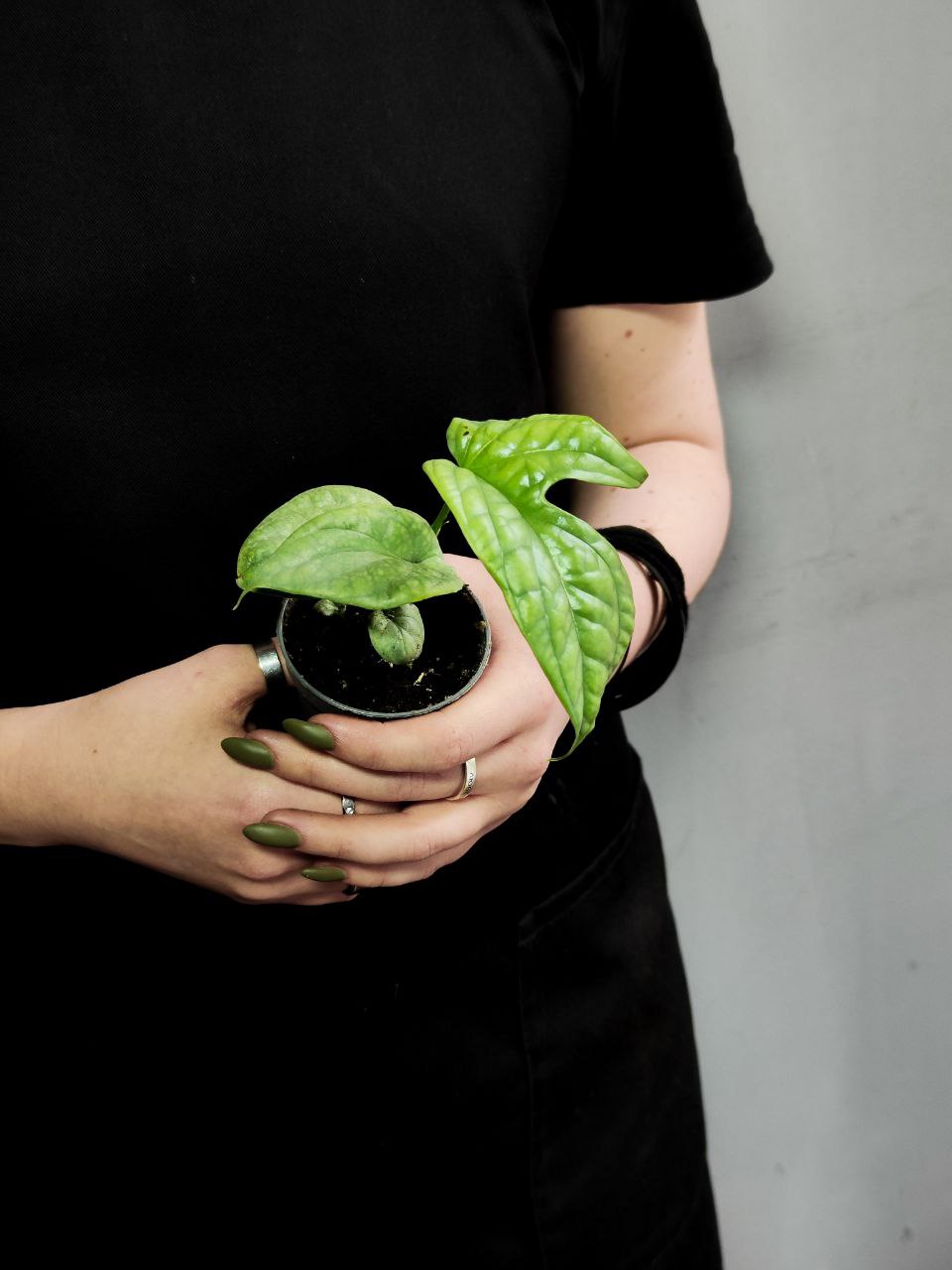 Монстера Амидриум Медиум Сильвер (Monstera Amydrium Medium Silver) D6см