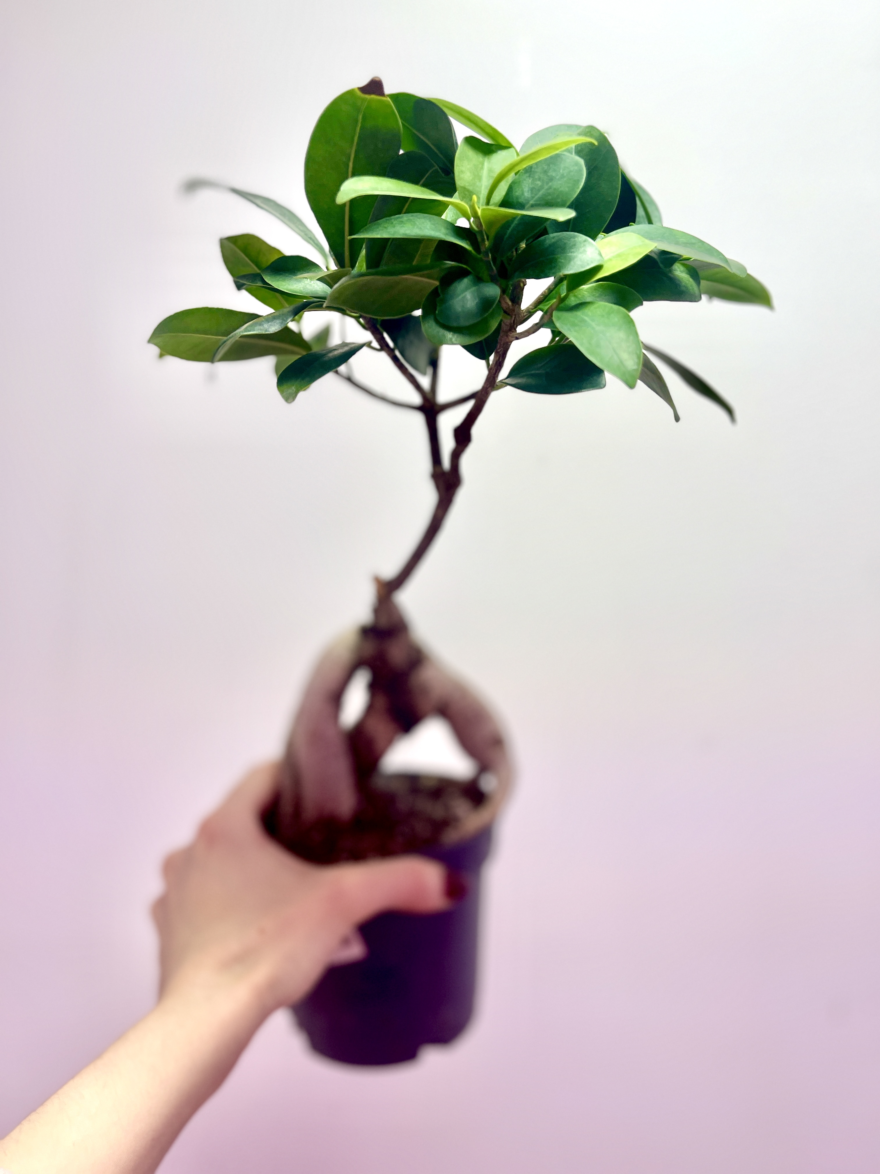 Бонсай Фикус микрокарпа (Ficus microcarpa) D11см (уцененный)