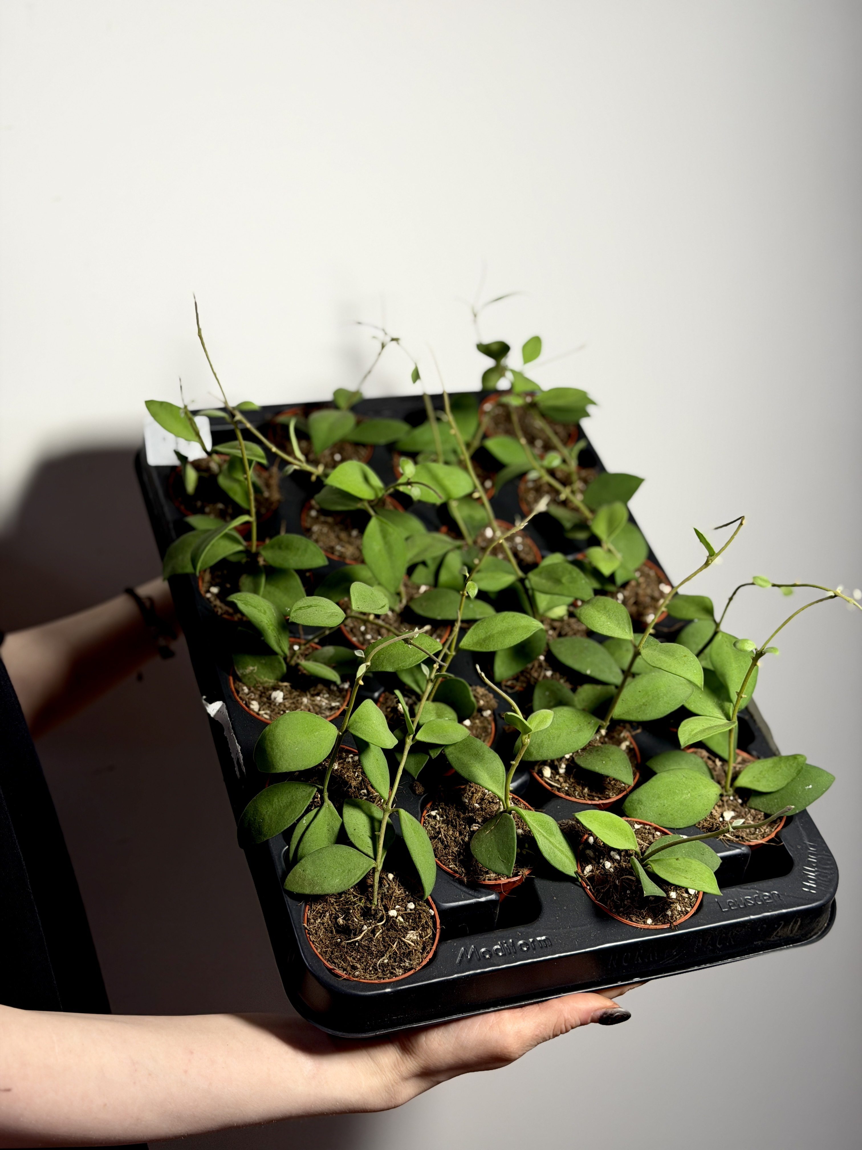 Хойя Нуммулариоидес (Hoya Nummularioides) D6см