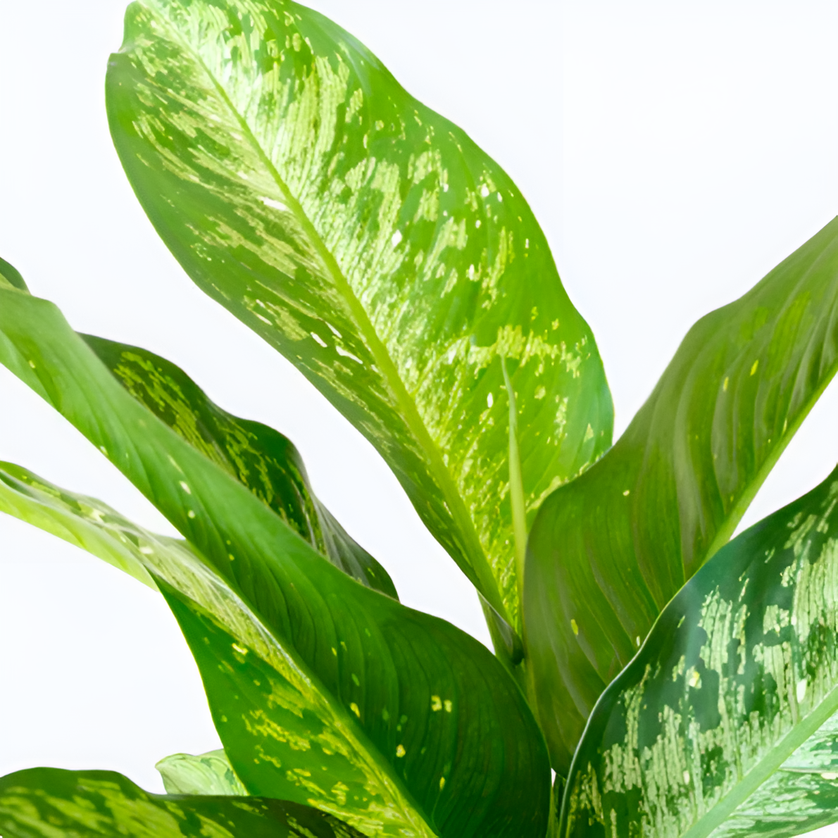 Диффенбахия Сноу (Dieffenbachia Snow) D6см