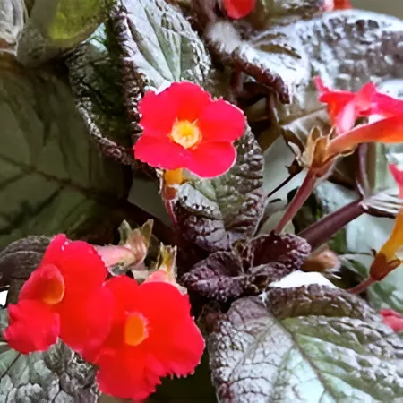 Эписция Серебряное Сияние (Episcia Silver Shield) D12см