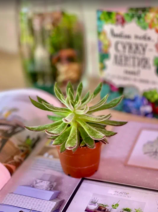 Эхеверия Пульвината Руби (Echeveria Pulvinata Ruby Blush) D5см
