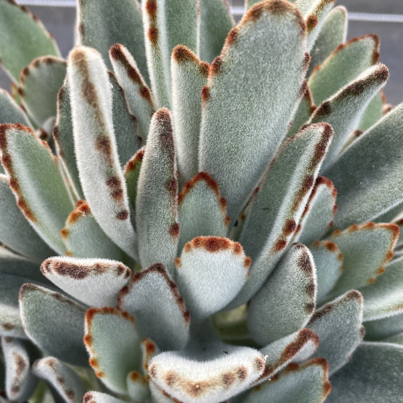 Каланхоэ Томентоза Лайт, или Войлочное (Kalanchoe Tomentosa Light) D5см