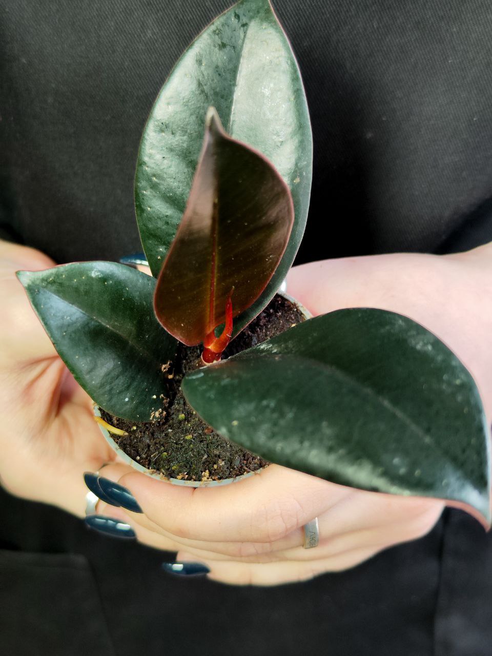 Фикус Эластика Абиджан (Ficus Elastica Abidjan) D6см