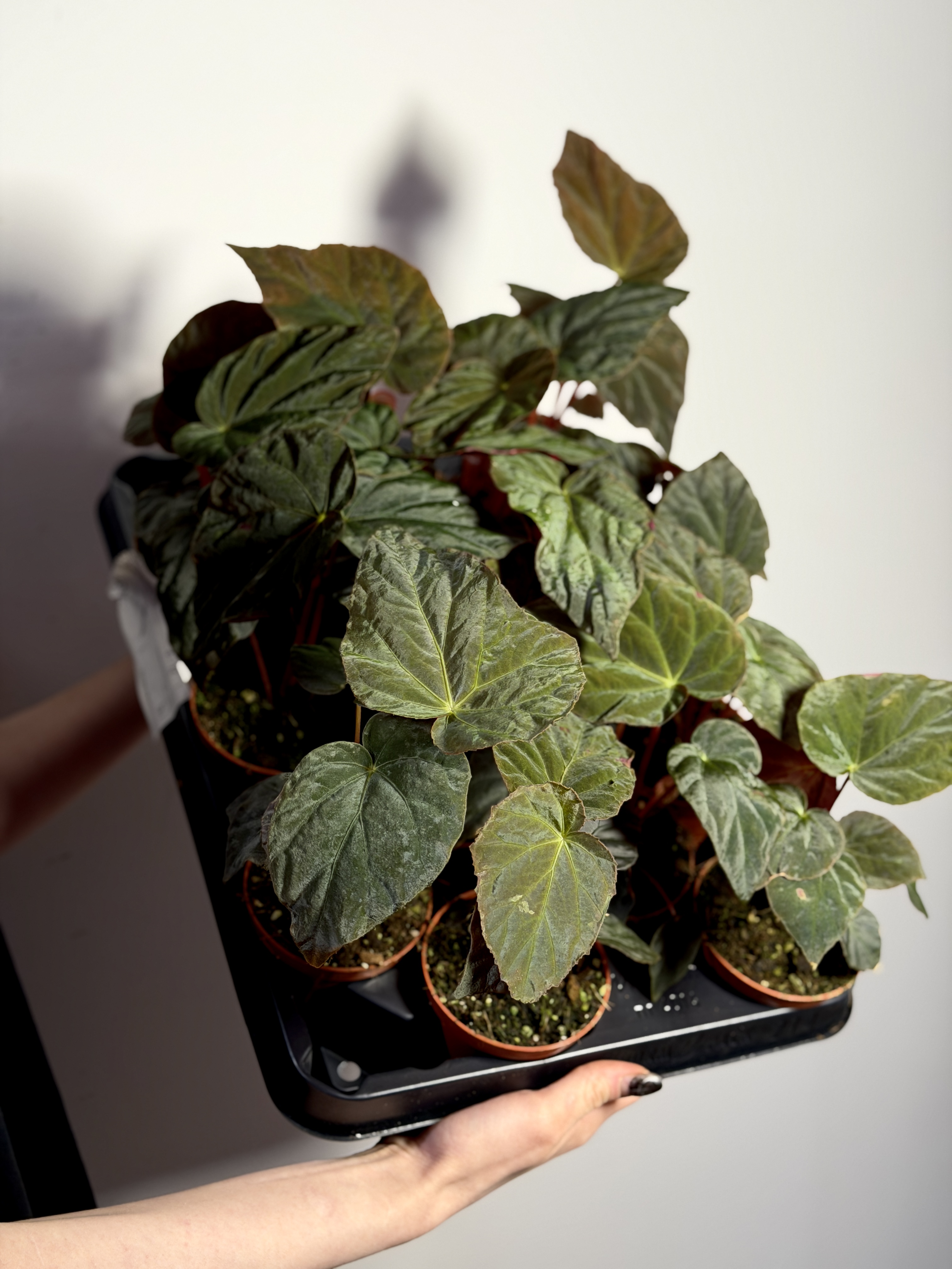 Бегония Павлинья (Begonia Pavonina) D8см