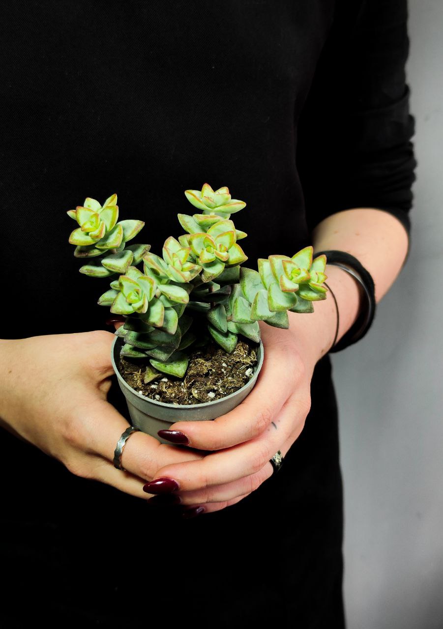 Крассула Рупестрис (Crassula Rupestris) D6,5см