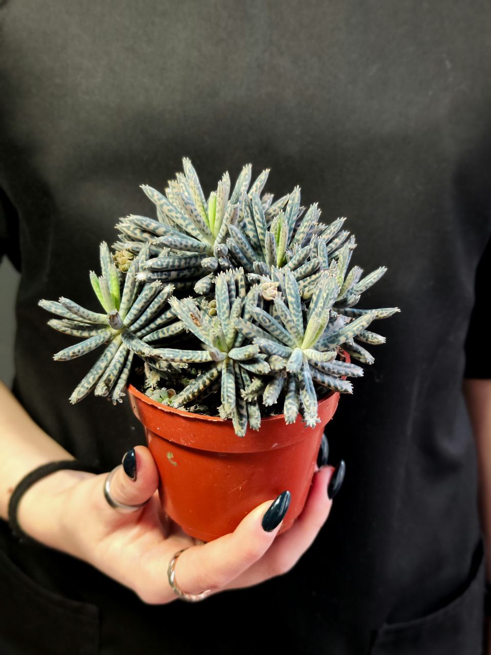 Каланхоэ Тубифлора, или Трубкоцветное (Kalanchoe Tubiflora) D8,5см