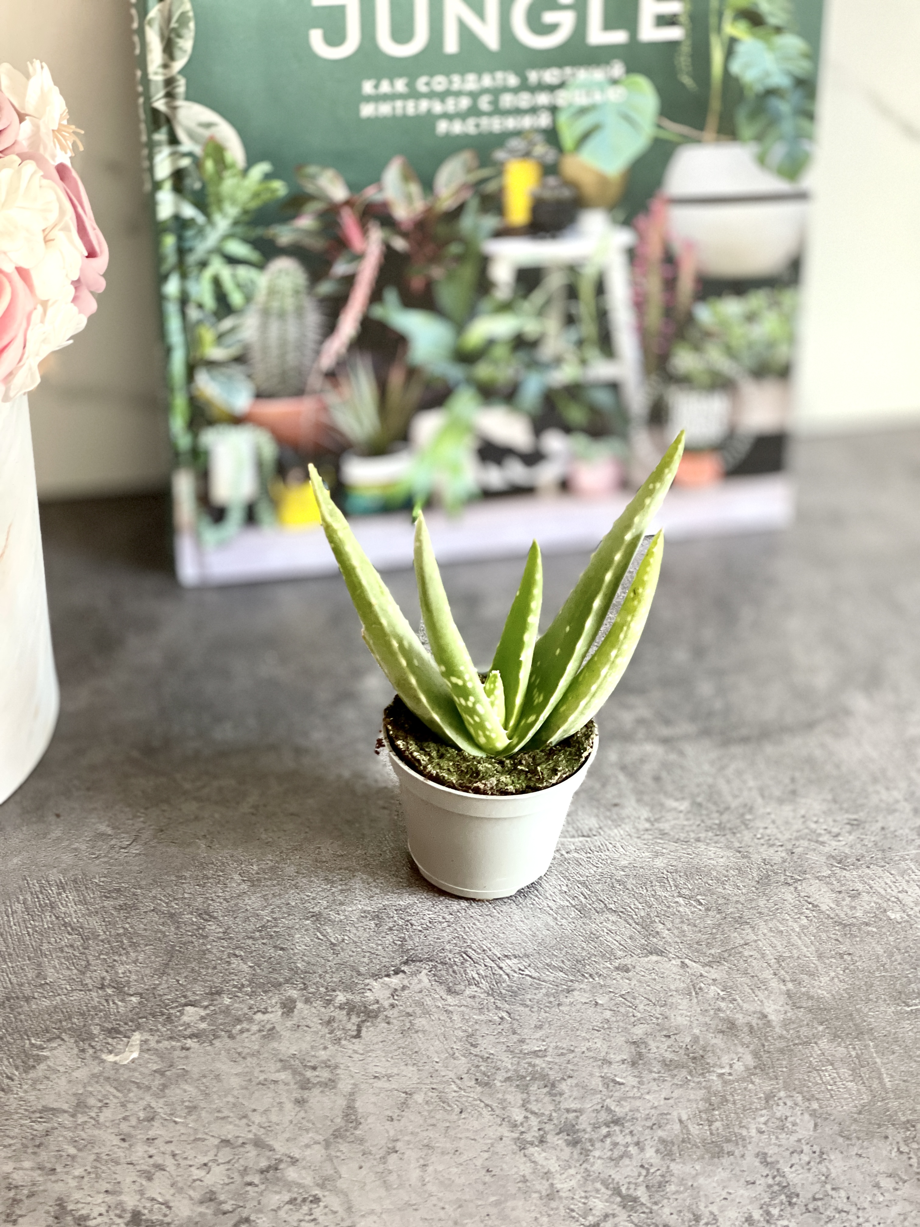 Алоэ Вера (Aloe Vera) D5см