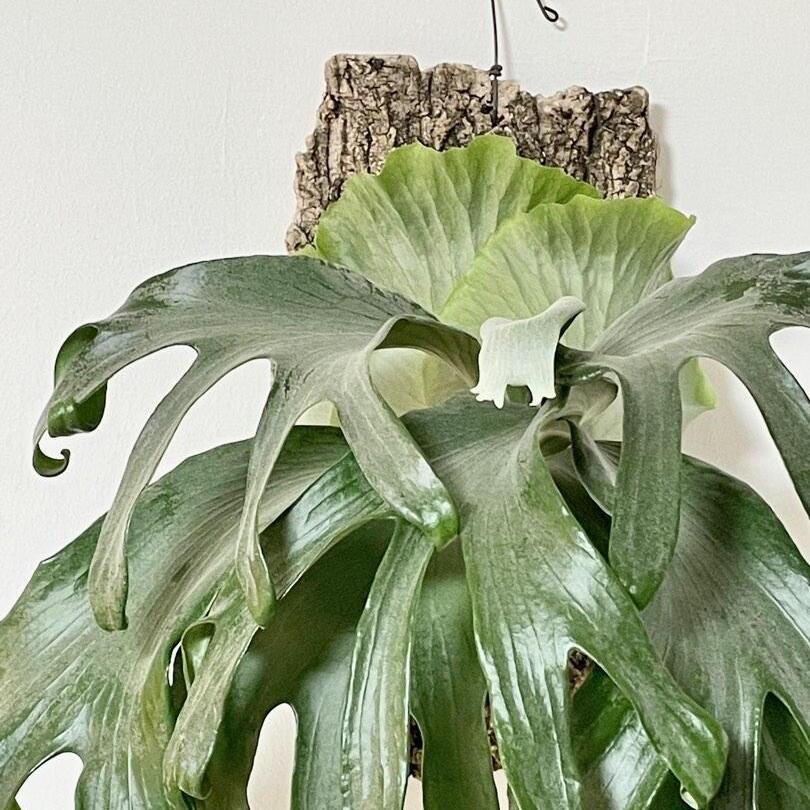 Платицериум Супербум Гиант Старгхон (Platycerium Superbum Giant Staghorn) D12см, СФОРМИРОВАННЫЙ