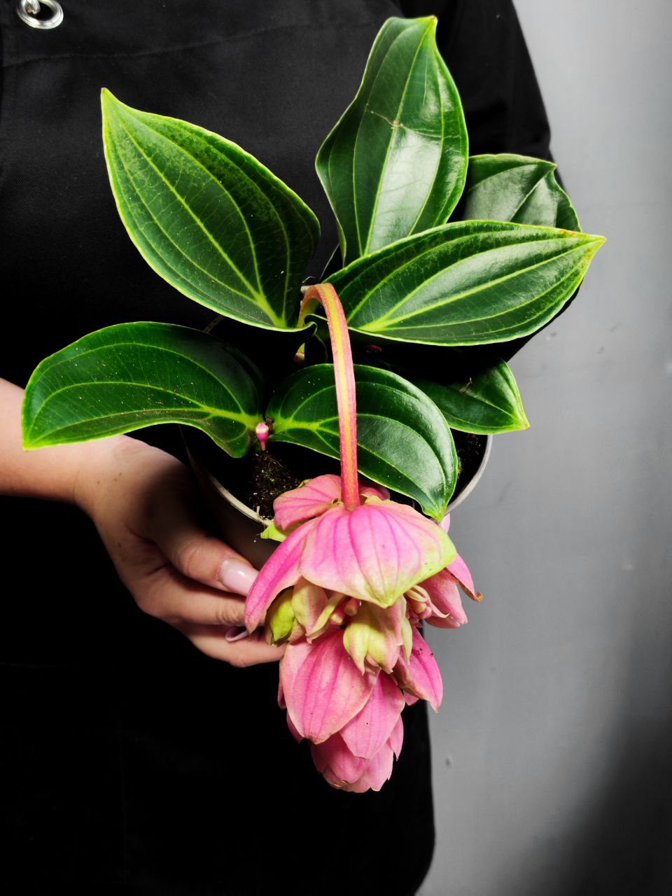 Мединилла Кэнди Пикколино (Medinilla Candy Piccolino) D14см