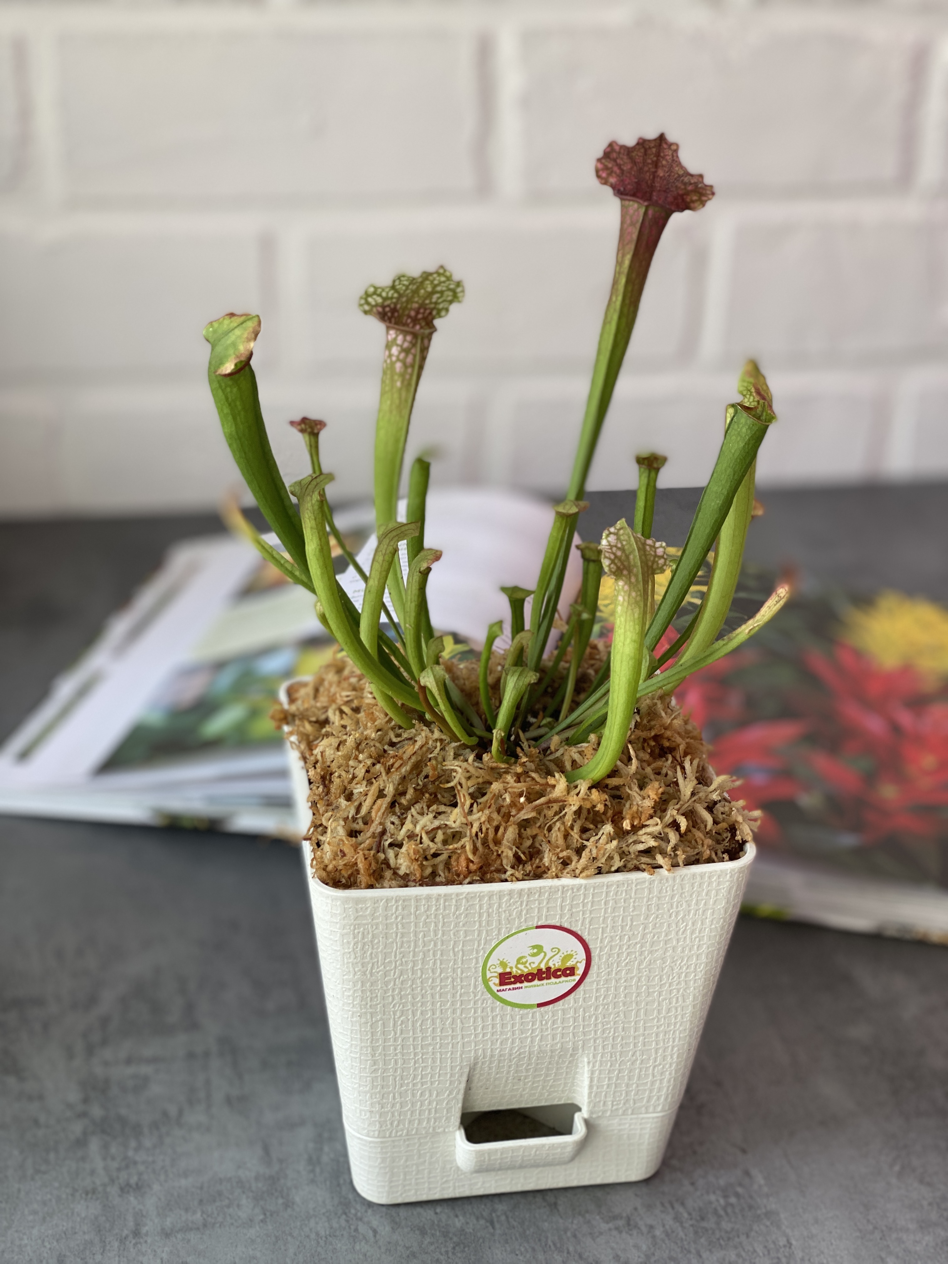 Саррацения Сопера (Sarracenia Juthatip Soper) пересаженная D12см