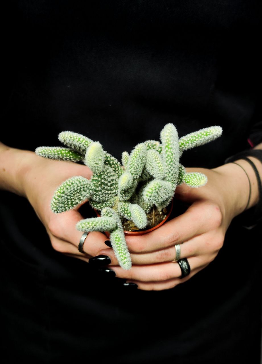 Опунция Микродазис Альба Дабл (Opuntia Microdasys Alba Double) D5см