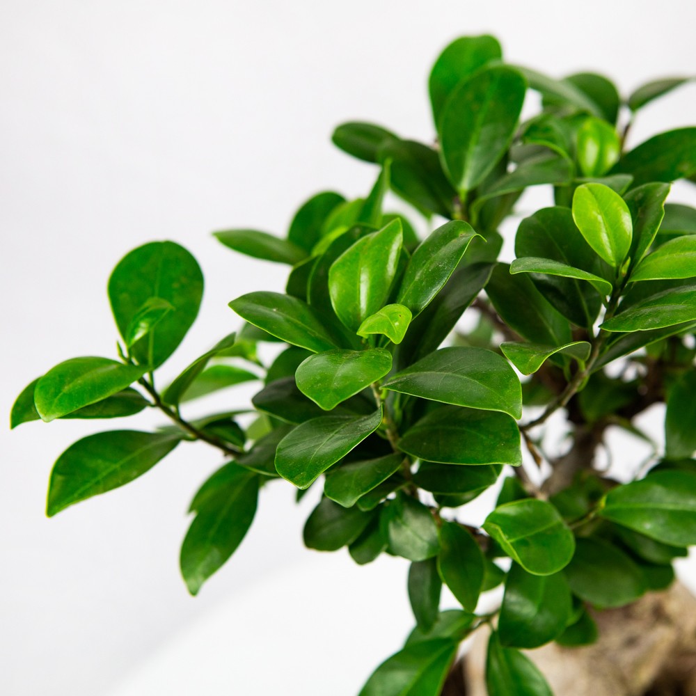Фикус Микрокарпа (Ficus Microcarpa) D20см