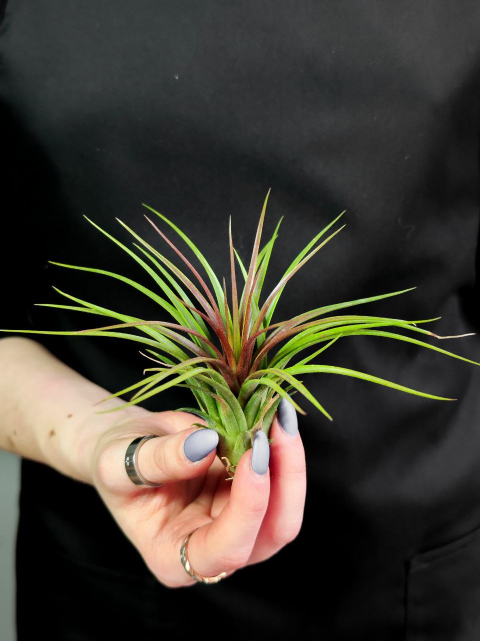 Тилландсия Рейнфорест Ред (Tillandsia Rainforest Red)