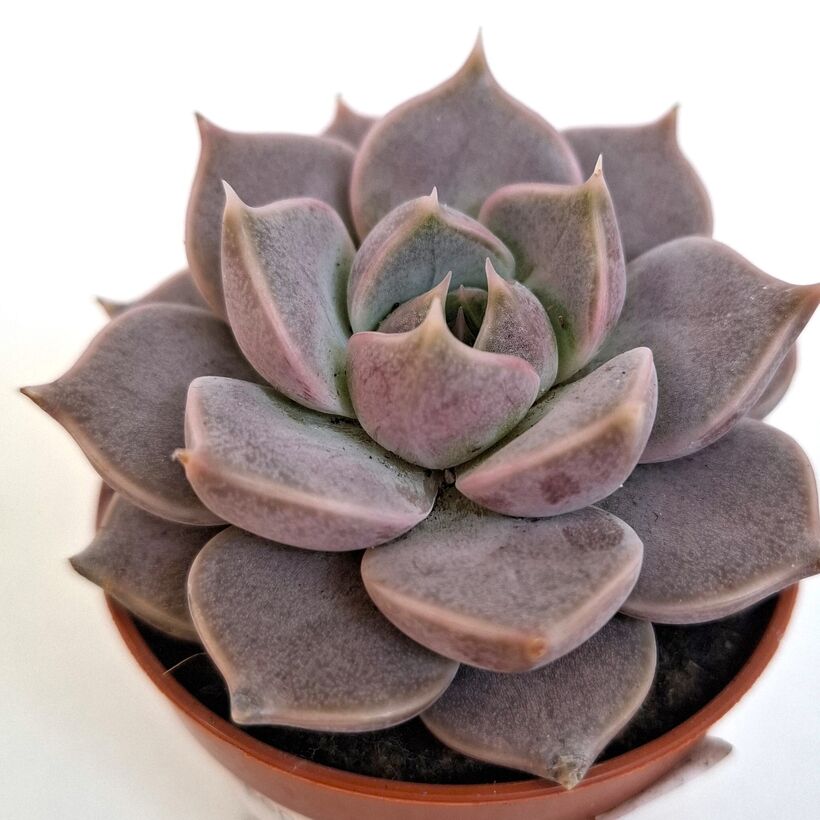 Эхеверия Марсик (Echeveria Marsik) D5см